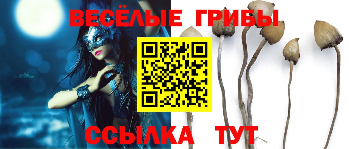 Тара  Галлюциногенные грибы Cubensis  Вход с VPN 